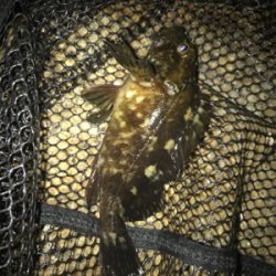 ミニガシラ祭り(^｡^)