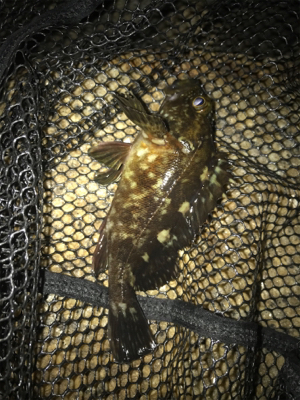 ミニガシラ祭り(^｡^)