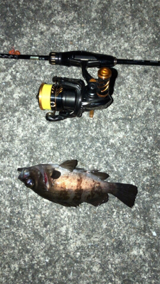 シーバスが釣れないので、どうしてもメバルに…