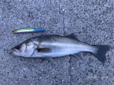 マイワシパターン