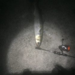 プラッキングボラ