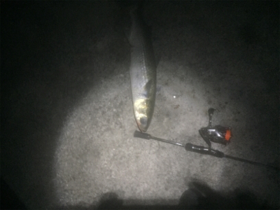 プラッキングボラ