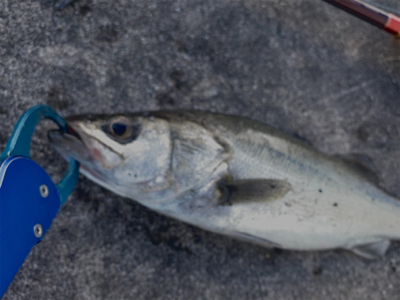 にこつぶシーバス 。