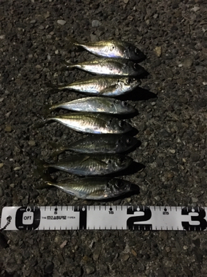 ナイトアジング