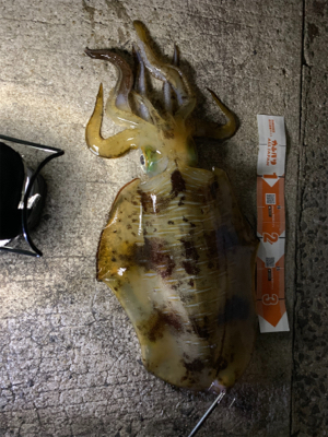 春イカを求めて