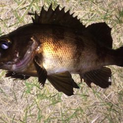 メバリンガー1835〜1920