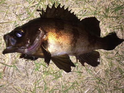 メバリンガー1835〜1920