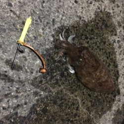 コウイカ釣行