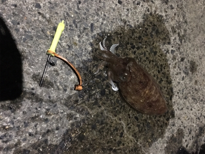 コウイカ釣行