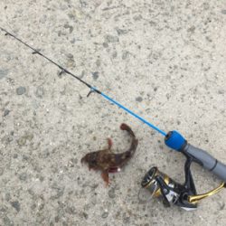 サバはやっぱりムリ