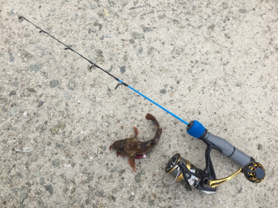 サバはやっぱりムリ