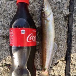 渋い中の1匹だけど大きかった