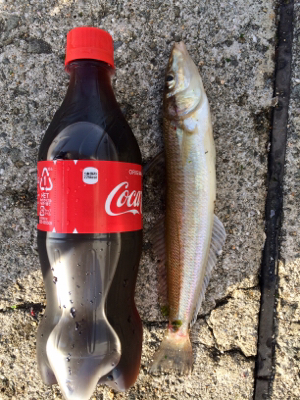 渋い中の1匹だけど大きかった
