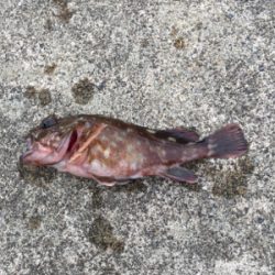 坊主逃れのガシリング