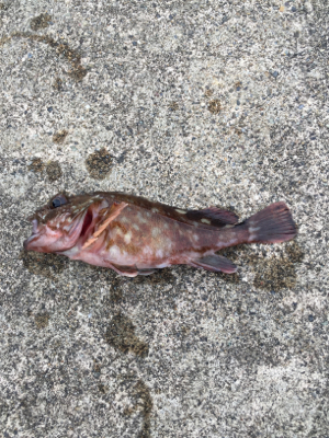 坊主逃れのガシリング