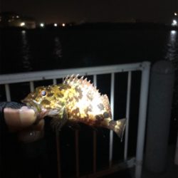 チビガシラに遊んでもらいました