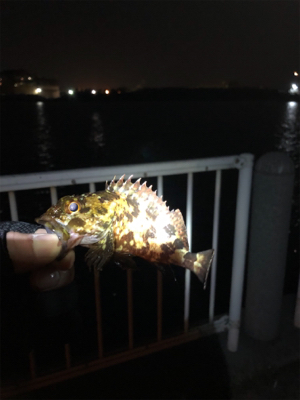 チビガシラに遊んでもらいました