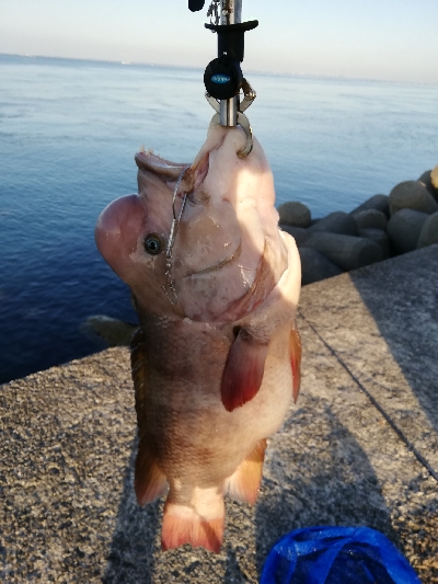 波止場のモンスターハント!