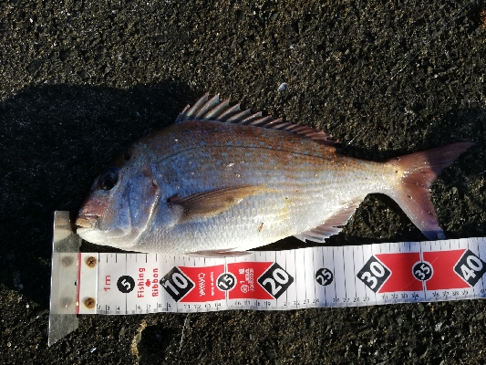 最高の釣行（投釣り、穴釣り）