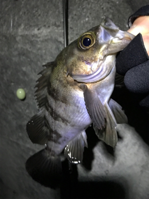 今日のニャンコ