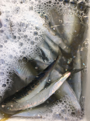 加太でアジ、マイワシ！入れ食い！