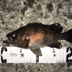 満月メバリング