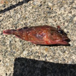 アジングなのに