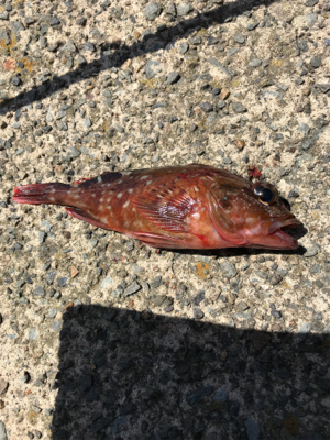 アジングなのに