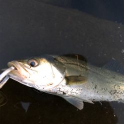 朝マズメ シーバス