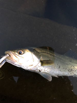 朝マズメ シーバス