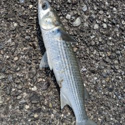 ヒラメ釣り！！