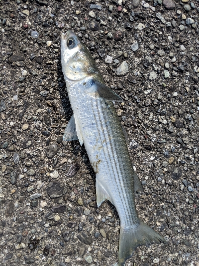 ヒラメ釣り！！