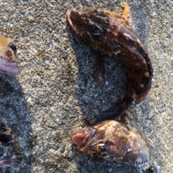 ガシリング 好調