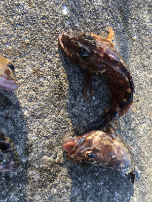 ガシリング 好調