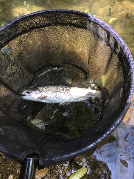 竜仙峡でニジマス