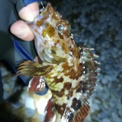 ナイトガシリング