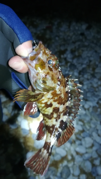 ナイトガシリング