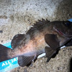 続大潮メバメバナイト