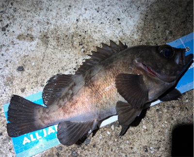 続大潮メバメバナイト