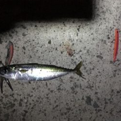 シーバスのはずが