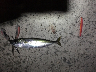 シーバスのはずが