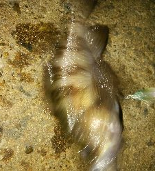 プラッギングゲーム