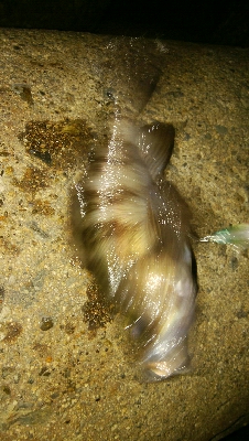 プラッギングゲーム