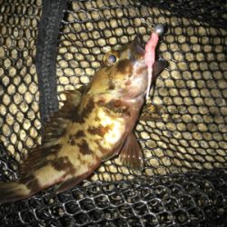 ガシリング サイズが…(><)