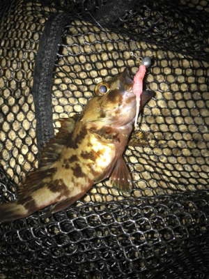 ガシリング  サイズが…(＞＜)