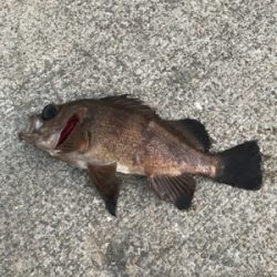 釣れてますよ！