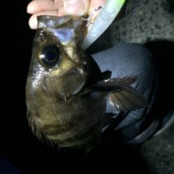 メバル朝まずめゲーム