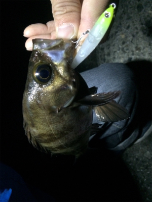 メバル朝まずめゲーム