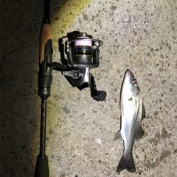 サバ消える チーバスボチボチ