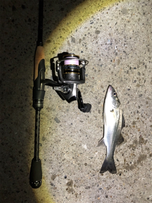 サバ消える チーバスボチボチ